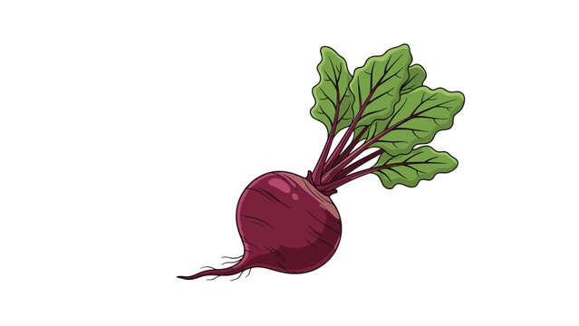 Healthy fresh whole beetroot with green leafy stems and a purple root isolated against a solid white background.