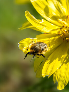 Beetle pollinator on yellow flower eco biodiversity concept