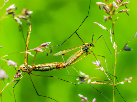 Crane fly mating macro on grass biodiversity ecosystem concept