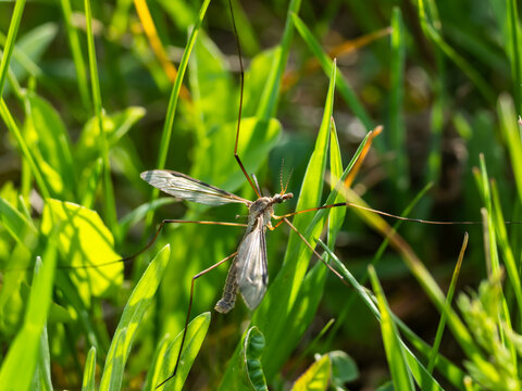 Crane fly macro on grass eco biodiversity concept