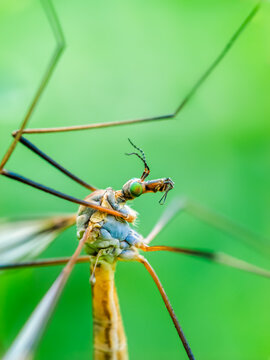Crane fly macro ecosystem balance biodiversity concept