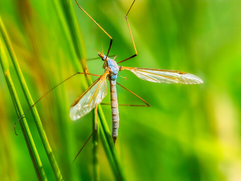 Crane fly macro on grass eco biodiversity concept