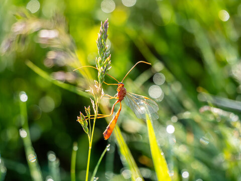 Ichneumon wasp macro beneficial insect biological pest control