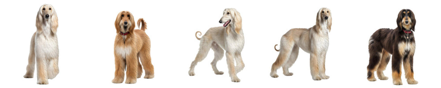 the series of Afghan hound dog&nbsp; isolated on white background PNG photo,,,,,,,