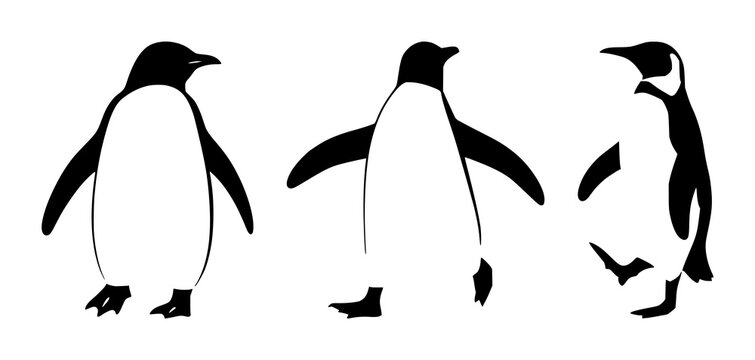 Penguin walking silhouette set with contrasting black outline against white background featuring penguin, walking, silhouette, wildlife with minimalism and illustration