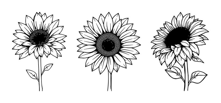 Sunflower set with blooming icon design featuring warm orange petals, bright yellow center, stylized leaves with simple line art with vector graphics and illustration