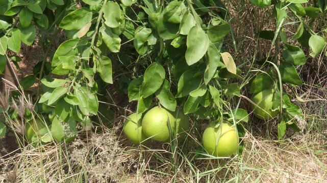 Unripe green pomelo fruits hanging on branch in sunny garden, dynamic natural citrus footage