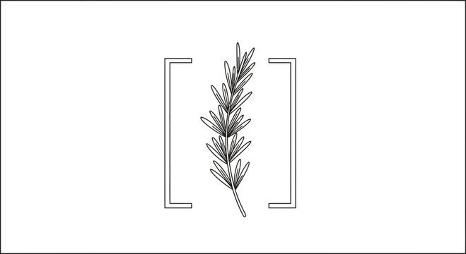 Elegant line art of fresh rosemary sprig minimalist design botanical illustration in brackets