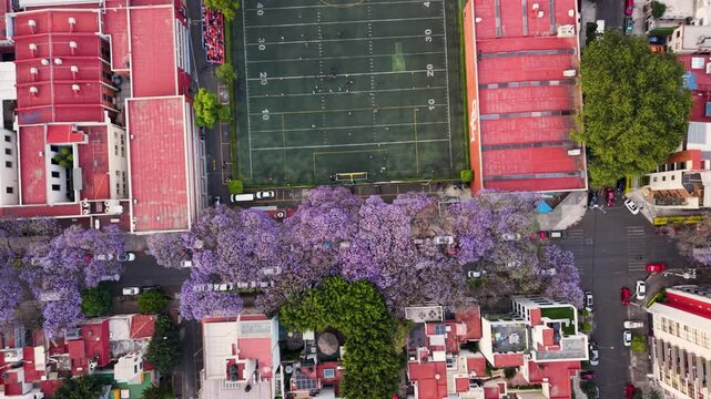 Drone footage of jacaranda season in Mexico City urban landscape