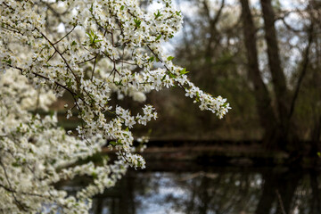 Fototapeta premium White blooming branch over a reflective pond in springtime