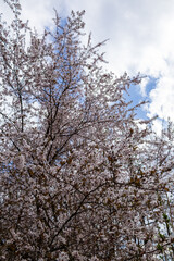 Fototapeta premium cherry blossom tree against cloudy sky in spring