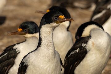 Obraz premium The Imperial Shag or Imperial Cormorant (Leucocarbo atriceps) also known as a Blue-Eyed King Cormorant. 
