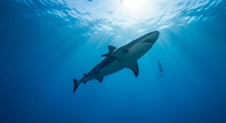 Fototapeta premium Great white shark swimming underwater ocean.