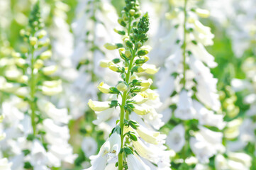 digitalis white or Common Foxglove, Digitalis purpurea or Plantaginaceae or Scrophulariaceae or  Digitalis purpurea Dalmatian White Spotted or white flower © jobrestful