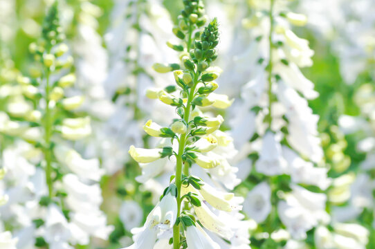 digitalis white or Common Foxglove, Digitalis purpurea or Plantaginaceae or Scrophulariaceae or  Digitalis purpurea Dalmatian White Spotted or white flower