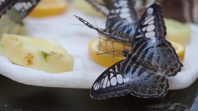 Close up video of beautiful clipper butterflies drinking nectar from sliced oranges and pineapple on a white plate in slow motion