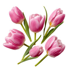 Fototapeta premium Pink tulips bouquet fresh blooming flowers spring nature close-up soft light minimalist background