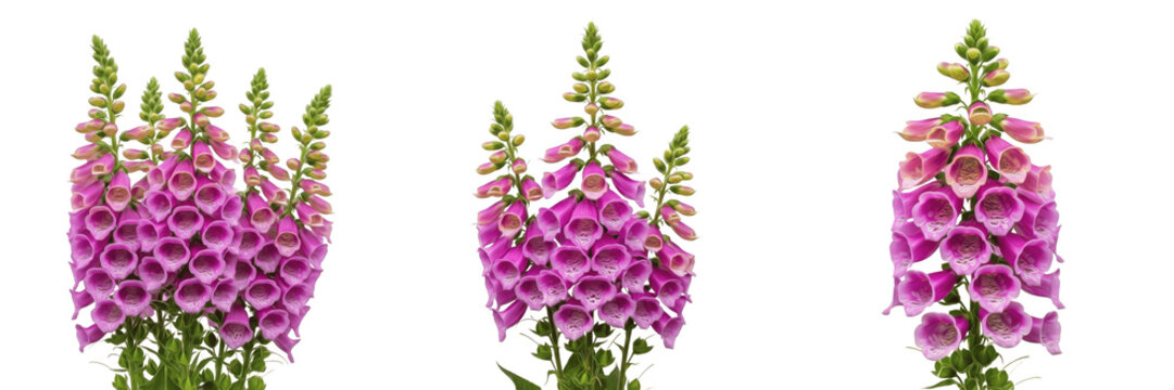 Pink Foxglove Blossoms Isolated on White - High-Resolution Digitalis Purpurea Floral Photography for Summer Garden Concepts, Medical Botany, Floral Arrangements, and Nature Art