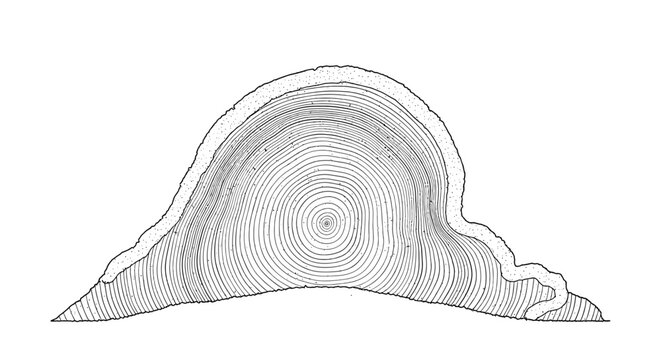 Tree Ring Cross Section Illustration.