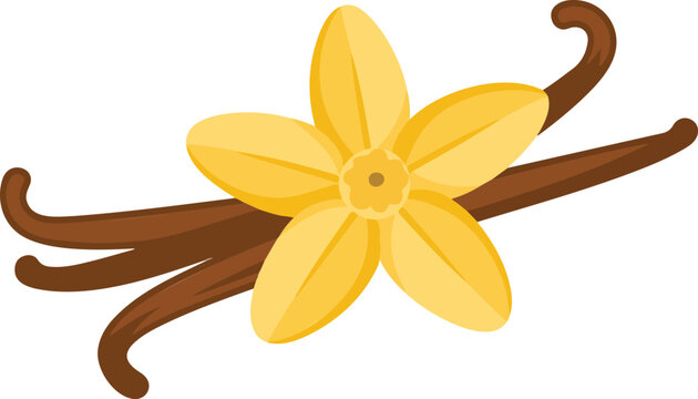 Vanilla pods and flowers vector illustration isolated on white background, botanical spice ingredient, natural flavoring plant design