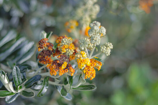 View of a Kolli tree flower in the process of pollination