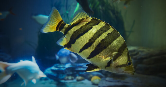 Siamese Tigerfish Close Up View In Zoo Aquarium. Datnioides Pulcher Also Known As Siamese Tiger Perch. Critically Endangered Fish. Specific Name Pulcher, Meaning Beautiful. Siamese Tigerfish Is