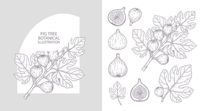 Botanical illustration of a fig tree branch with ripe fruits and leaves, and separate fig depictions