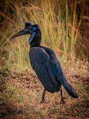 Abyssinian ground hornbill standing in savanna Murchison Falls Uganda © Rebekka