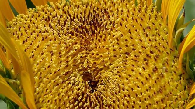 Close up macro shot of sunflower center with pollen and seeds in natural daylight