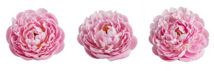 Fotobehang Pioenrozen Set of three beautiful pink peony flowers isolated on white background for floral design elements  © Joker