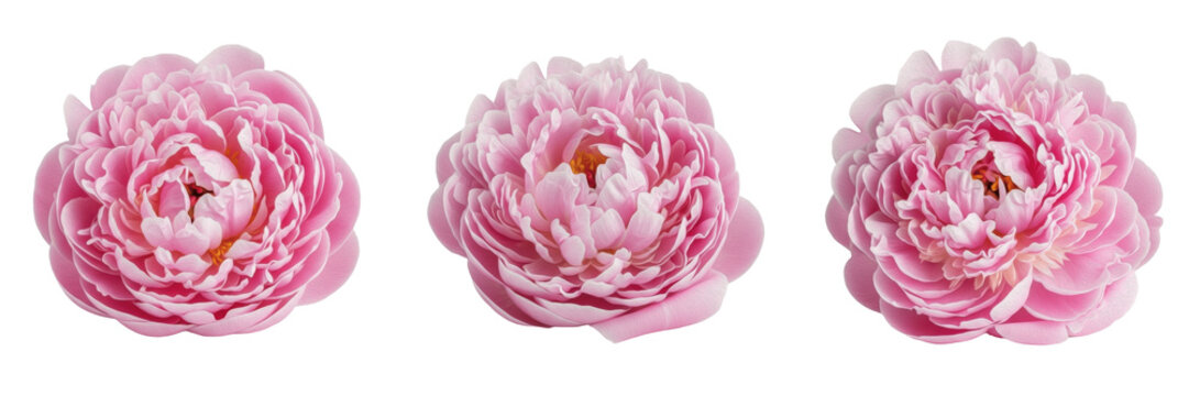 Set of three beautiful pink peony flowers isolated on white background for floral design elements