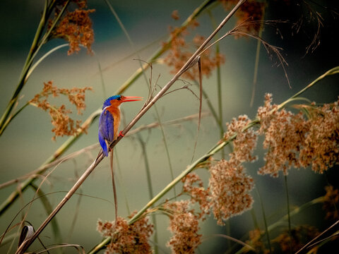 Malachite kingfisher perched on reed in Lake Bunyonyi Uganda