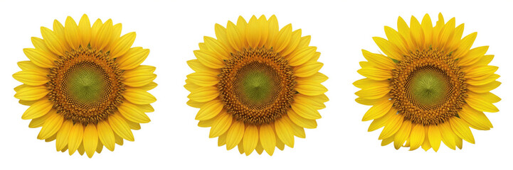 Fototapeta premium Set of three bright yellow sunflower heads helianthus isolated on white background for floral design elements