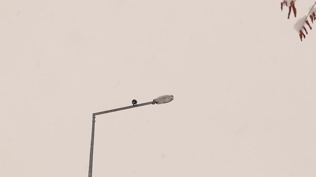 Crows perched on a streetlight during snowfall in winter. Dark birds contrast with soft snow, symbolizing cold, solitude, and urban wildlife. Ideal for nature, winter mood, survival and environmental.