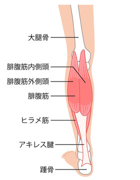 ふくらはぎの筋肉　腓腹筋　ヒラメ筋　下腿三頭筋