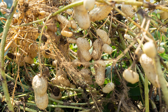 掘り出した殻付きラッカセイ