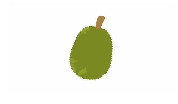 Jackfruit flat icon tropical fruit vector jaca nangka food illustration
