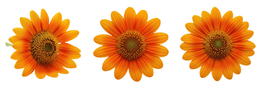 Set of three orange Mexican sunflower heads tithonia rotundifolia isolated on white background floral elements