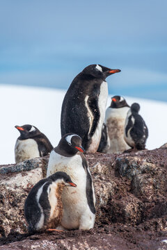 Close-up of nesting Gentoo Penguin -Pygoscelis papua- with their chicks at Cierva Cove colony, on the Antarctic peninsula