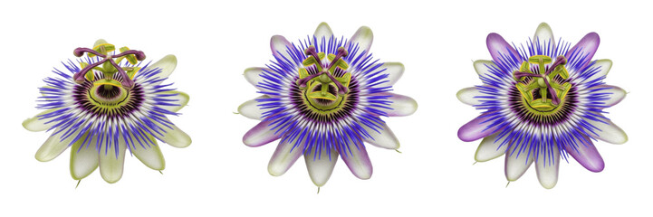 Beautiful set of passion flowers with purple and white petals isolated on a white background © Joker