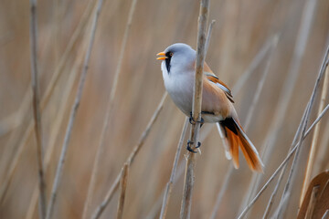 Male Bearded reedling (Panurus biarmicus) calling. Open mouth, perched on a reed, side view, cloudy spring day, songbird, wetland wildlife, bearded tit, sharp focus. © Mariia