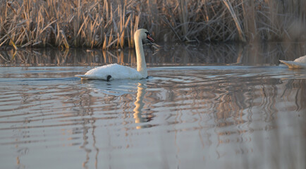 Para łabędzi niemych płynąca spokojnie po wodzie po roztopach, wczesną wiosną © Joanna