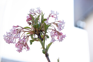 Obraz premium Close-up of blooming spring flowers with dreamy blurred background