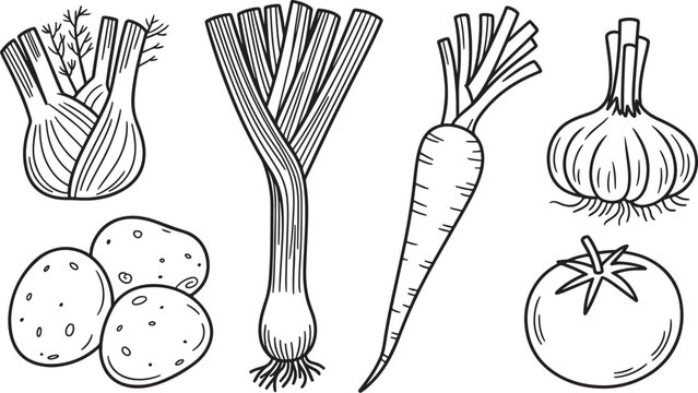 Root vegetable set line art carrot potato tomato garlic cooking icons