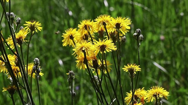 Yellow hawkweed plants displaying bright flowers and buds against a green grass background