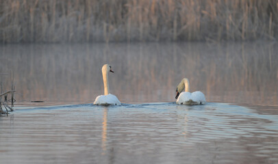 Para łabędzi niemych płynąca spokojnie po wodzie po roztopach, wczesną wiosną © Joanna