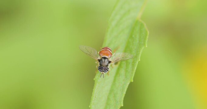 Hoverfly mimic: A bee-like fly crawls on a leaf, displaying protective yellow and black stripes.