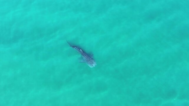 Static shot of whale shark swimming in shallow water - Cortez sea - Baja California - Mexico