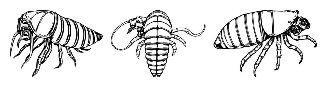 Hand-drawn scientific illustration of a deep-sea giant isopod, rare marine biology, antique woodcut style, white background. set with simple line art design featuring outline, illustration, graphic...