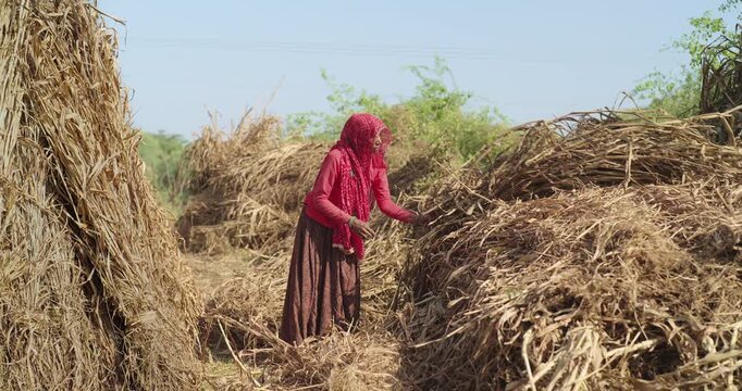 Indian mature adult lady woman lady wear saree cover head standing do harvest field work rural area. Asian villager female worker collect dry grass stack picking jowar crop bunch day time ground place
